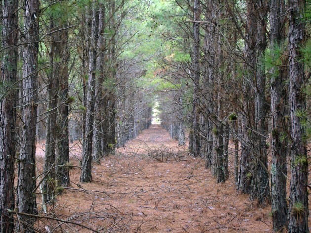 pinus-no-brasil2-630x472.jpg